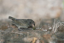 Large Ground Finch (Geospiza magnirostris) endemic, extra large bill for cracking large seeds, largest of the 13 species of Darwin's Finches, Genovesa Tower Island, Galapagos Islands, Ecuador