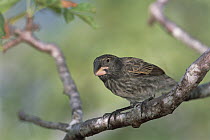 Large Ground Finch (Geospiza magnirostris) endemic, extra large bill for cracking large seeds, largest of the 13 species of Darwin's Finches, Genovesa Tower Island, Galapagos Islands, Ecuador
