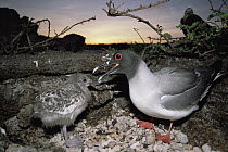 Swallow-tailed Gull (Creagrus furcatus) endemic, guarding chick in pebble nest, Genovesa Tower Island, Galapagos Islands, Ecuador