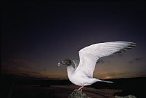 Swallow-tailed Gull (Creagrus furcatus) endemic, world's only nocturnal and pelagic gull departs at dusk to feed far offshore, Genovesa Tower Island, Galapagos Islands, Ecuador
