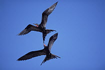Great Frigatebird (Fregata minor) males in aerial dogfight to steal each other's nesting material, Genovesa Tower Island, Galapagos Islands, Ecuador