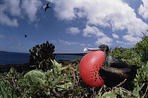 Great Frigatebird (Fregata minor) male in courtship display with extended gular pouch, Darwin Bay, Genovesa Tower Island, Galapagos Islands, Ecuador