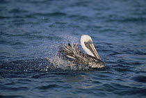 Brown Pelican (Pelecanus occidentalis) breeding adult bathing, Darwin Bay, Genovesa Tower Island, Galapagos Islands, Ecuador
