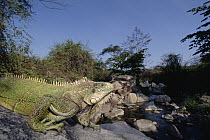 Green Iguana (Iguana iguana) controlled in stream-side habitat in northern arid forest, Cerro Chaparri, Lambayeque Province, Peru