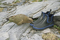 Kea (Nestor notabilis) endemic, investigating tramper's boots, Fox Glacier, Westland National Park, South Island, New Zealand