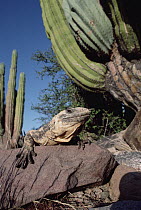 Common Chuckwalla (Sauromalus ater) basking on winter morning amongst Card?n cactus, San Esteban Island, Sea of Cortez, Baja California, Mexico