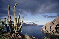 Danzante Island, Sea of Cortez, Baja California, Mexico