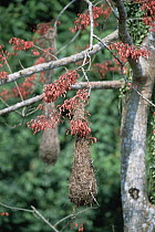 Oropendola (Psarocolius sp) nests, colonial breeders in prominent tree (Erythrina sp), Yanachaga-Chemellin National Park, Amazon Basin, Peru