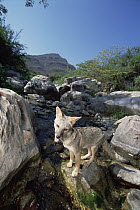 Sechuran Fox (Lycalopex sechurae) crossing stream in northern dry forest habitat, Cerro Chaparri, Lambayeque Province, Peru