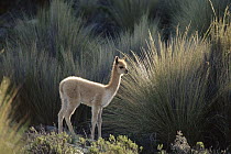 Vicuna (Vicugna vicugna) three week old baby wandering independently from its mother, Pampa Galeras National Reserve, Peruvian Andes, Peru
