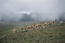 Vicuna (Vicugna vicugna) bachelor male troop in high mountains at 4,300 meter elevation, Apurimac, Peruvian Andes, Peru