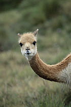 Vicuna (Vicugna vicugna) South American camelid of the high Andes, prized for its fine wool, Apurimac, Peruvian Andes, Peru