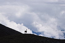 Vicuna (Vicugna vicugna) at 4,300 meter elevation, an alert male surveys his territory, Apurimac, Peruvian Andes, Peru