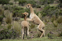 Vicuna (Vicugna vicugna) young play-fighting like adult males, Pampa Galeras National Reserve, Peruvian Andes, Peru