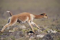 Vicuna (Vicugna vicugna) male chasing rival, Pampa Galeras National Reserve, Peruvian Andes, Peru