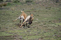 Vicuna (Vicugna vicugna) males fighting for dominance, Pampa Galeras National Reserve, Peruvian Andes, Peru