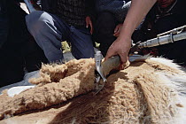 Vicuna (Vicugna vicugna) annual round-up, bearing the finest fiber, wild herds are corralled for shearing in ancient tradition, Sta, Ana De Tusi, Peruvian Andes, Peru