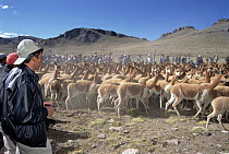 Vicuna (Vicugna vicugna) round-up, bearing the finest fiber, wild herds are corralled for shearing in ancient tradition, native community profits from highly valuable wool, Pampa Galeras National Rese...