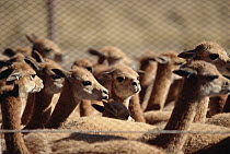 Vicuna (Vicugna vicugna) round-up, long exploited for its extremely fine wool, wild herds are corralled and shorn in a government management program involving indigenous Andean tribes, Pampa Galeras N...