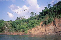 Clay lick along the Tambopata River attracting many rainforest species, Tambopata River, Peru