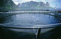 Atlantic Salmon (Salmo salar) farm, each pen maturing up to 10,000 fish, Reine, Lofoten Islands, Norway