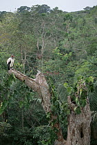 King Vulture (Sarcoramphus papa) at nest site in rainforest canopy, Ese'eja Native Lands, Tambopata River, Amazon, Peru