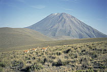 Vicuna (Vicugna vicugna) family herd below Volcan Misti, Peru