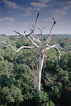 Harpy Eagle (Harpia harpyja) nest high in dead silk-cotton tree towering above rainforest canopy, Tambopata-Candamo Reserved Zone, Amazon Basin, Peru