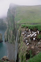 Brunnich's Guillemot (Uria lomvia) nesting along precipitous south cliffs, Bear Island, Barents Sea, Norwegian Arctic