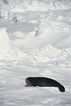 Ross Seal (Ommatophoca rossii) in dense pack ice habitat, Lazarev Sea, Princess Astrid Coast, East Antarctica