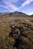 Tundra bog in autumn colors, Saglek Bay, Labrador Coast, Newfoundland, Canada