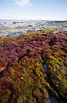 Tundra bog, sparse moss beds in glaciated terrain, Kvitoya, eastern Svalbard, Norwegian Arctic