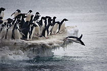 Adelie Penguin (Pygoscelis adeliae) leaping into sea from ice apron, Franklin Island, Ross Sea, Antarctica
