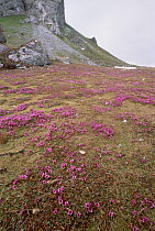 Purple Saxifrage (Saxifraga oppositifolia) blooming on tundra fertilized by seabird nesting cliff run-off, Hornsund, Spitsbergen, Svalbard, Norwegian Arctic