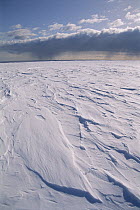 Ross Ice Shelf, described as, a vast, limitless expanse of white, by British explorer Robert F Scott, area the size of France, Ross Sea, Antarctica