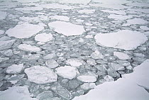 Sea ice, pancake ice forming between older floes, Cape Adare, Borchgrevink Coast, Antarctica