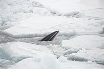 Dwarf Minke Whale (Balaenoptera acutorostrata) breathing through crack in broken fast ice, McMurdo Sound, Ross Sea, Antarctica