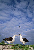 Laysan Albatross (Phoebastria immutabilis) pair courting, Midway Atoll, Hawaii