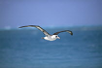 Laysan Albatross (Phoebastria immutabilis) navigating across ocean from north pacific feeding grounds to breeding colony, Midway Atoll, Hawaii