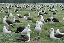 Laysan Albatross (Phoebastria immutabilis) nesting colony, Midway Atoll, Hawaii