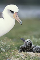 Laysan Albatross (Phoebastria immutabilis) parent guarding young chick, Midway Atoll, Hawaii