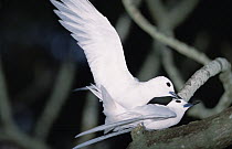 White Tern (Gygis alba) pair mating, Midway Atoll, Hawaii
