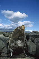 Galapagos Fur Seal (Arctocephalus galapagoensis) bull seal, Fernandina Island, Galapagos Islands, Ecuador