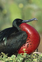 Great Frigatebird (Fregata minor) male in courtship display with fully inflated throat pouch, Darwin Bay, Genovesa