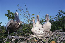 Brown Pelican (Pelecanus occidentalis) parents with chicks on nest, Academy Bay, Santa Cruz Island, Galapagos Islands, Ecuador