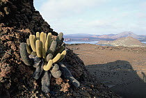 Lava Cactus (Brachycereus nesioticus) endemic pioneering species growing only on young lava flows, Bartolome Island, Galapagos Islands, Ecuador