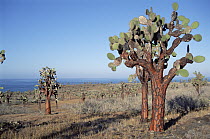 Opuntia (Opuntia echios) cactus forest, Santa Fe Island, Galapagos Islands, Ecuador