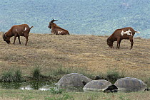 Feral Goat (Capra hircus) trio, recent invasion stripping vegetation from key Giant Tortoise habitat, Alcedo Volcano, Isabella Island, Galapagos Islands, Ecuador