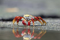 Sally Lightfoot Crab (Grapsus grapsus) feeding along tide pool edge, Punta Espinosa, Fernandina Island, Galapagos Islands, Ecuador