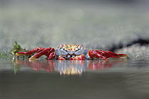 Sally Lightfoot Crab (Grapsus grapsus) feeding along tide pool edge, Punta Espinosa, Fernandina Island, Galapagos Islands, Ecuador